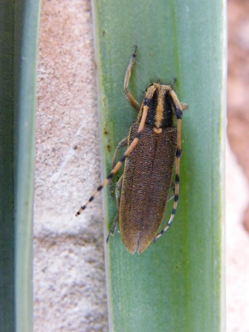 Agapanthia asphodeli cagliaritana